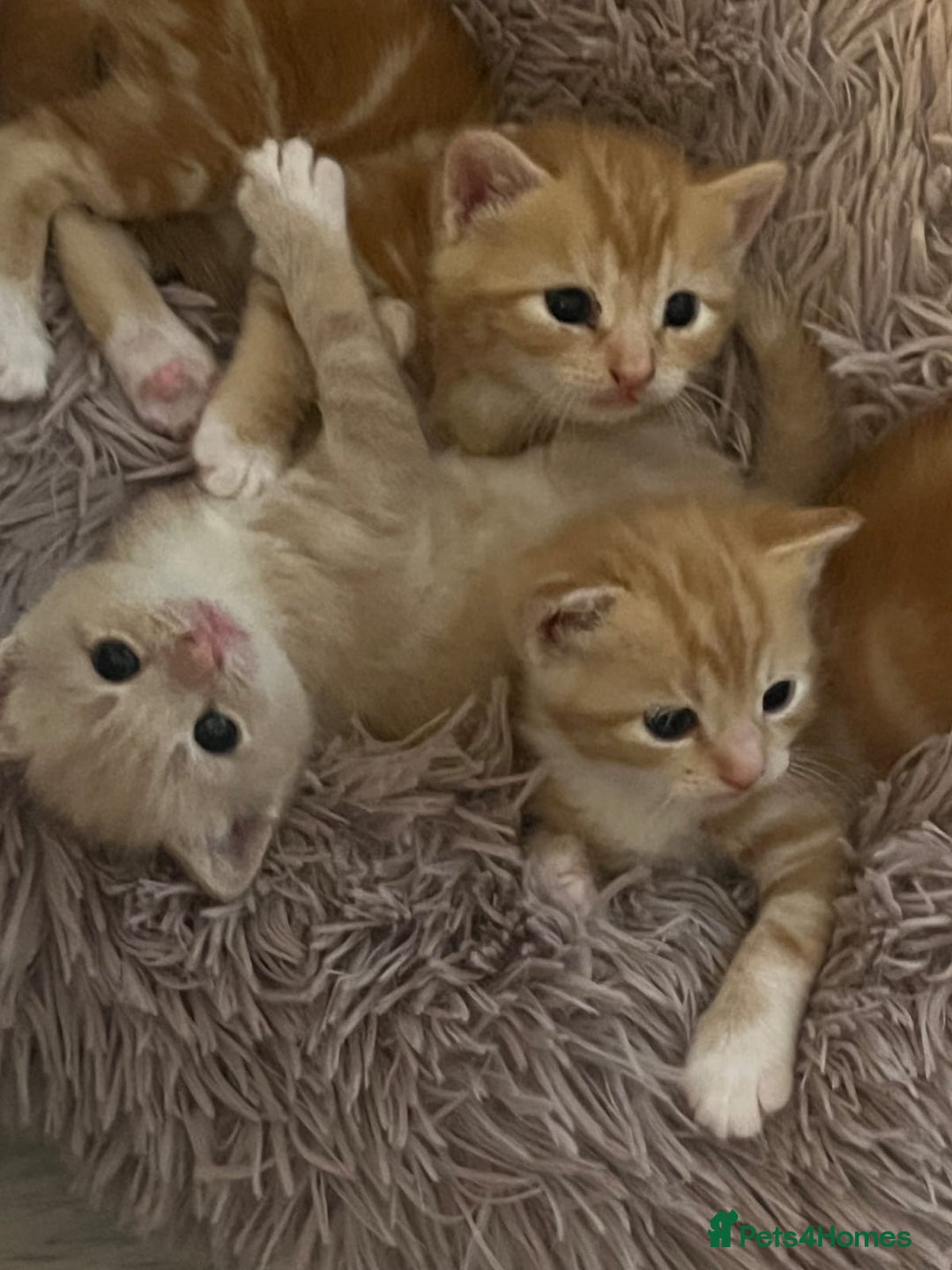 Mixed Breed cats for sale: Kittens almost ready to go - Image 3