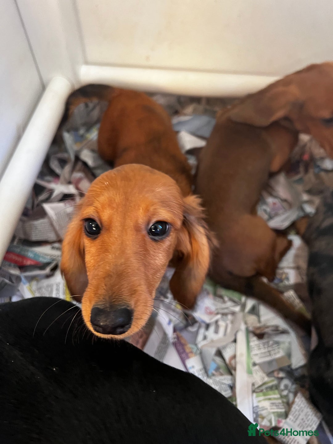 Miniature Dachshund dogs for sale: Stunning Puppies - Advert 3