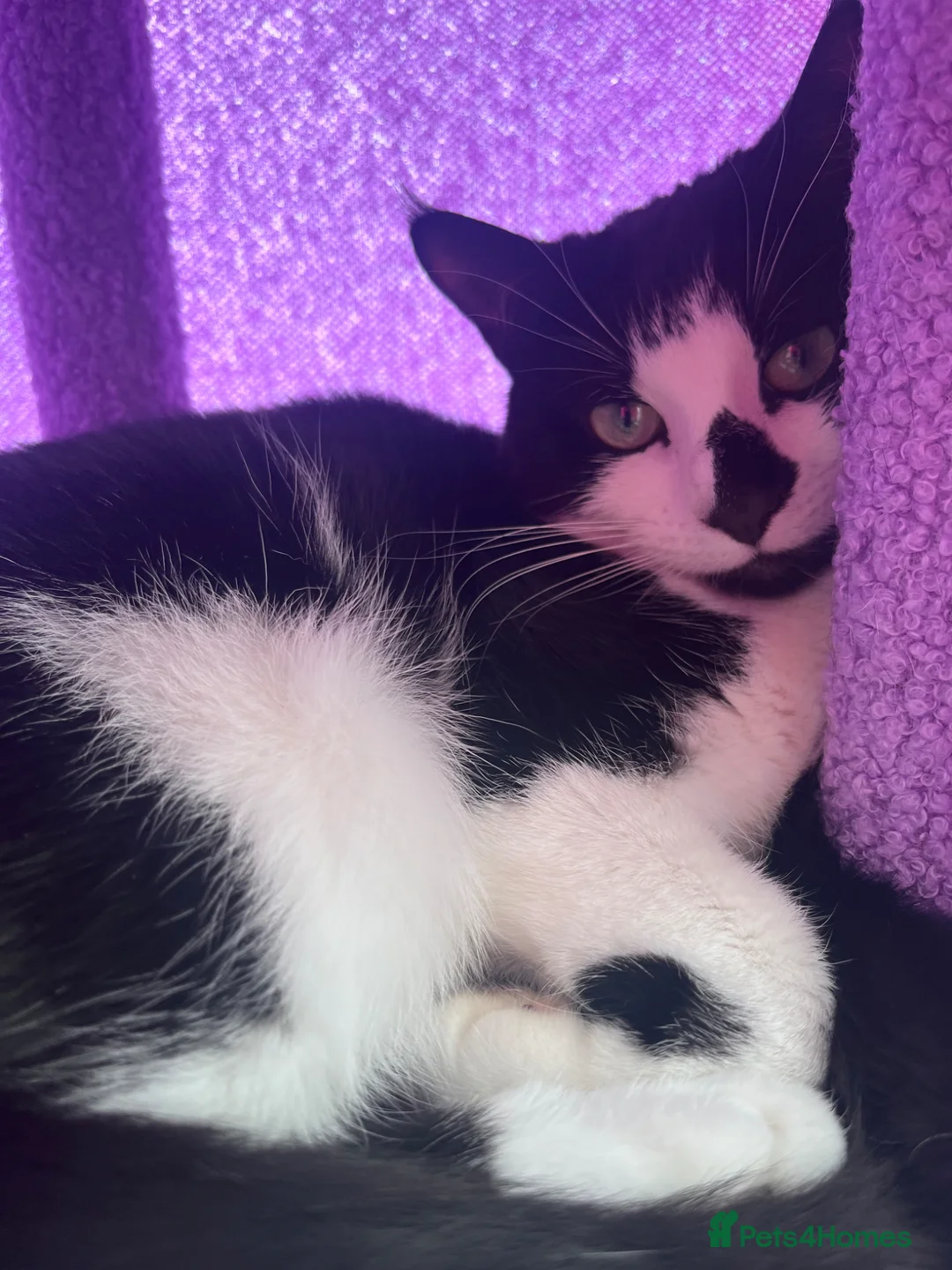 Mixed Breed cats for sale: 4 year old girl needs loving home  - Advert 2