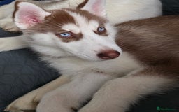Siberian Husky dogs for sale: Please read! 2 siberian husky puppies for sale - Image 5