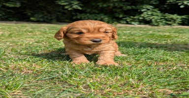 Cockapoo dogs - Advert 15