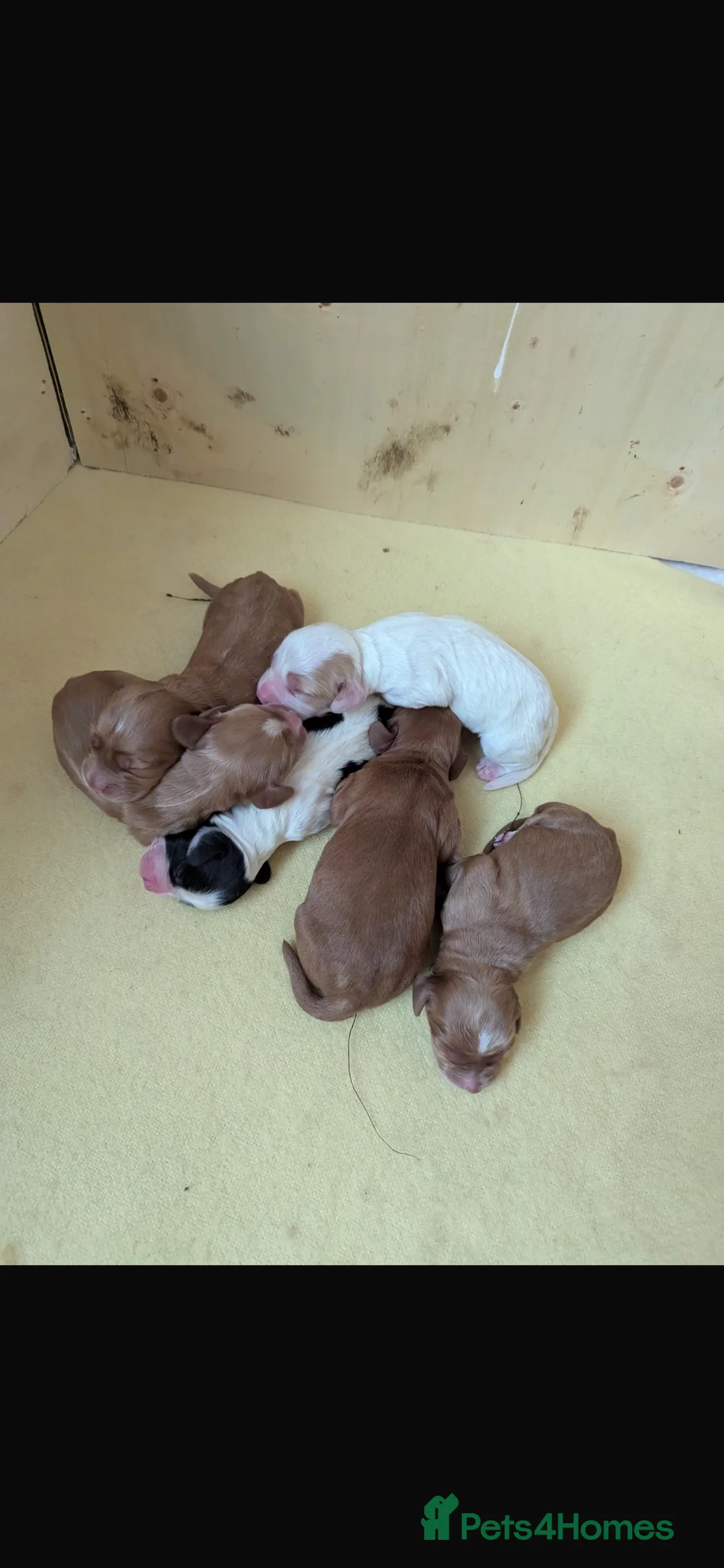 Cocker Spaniel dogs for stud: cocker spaniel for stud in Hailsham - Advert 6