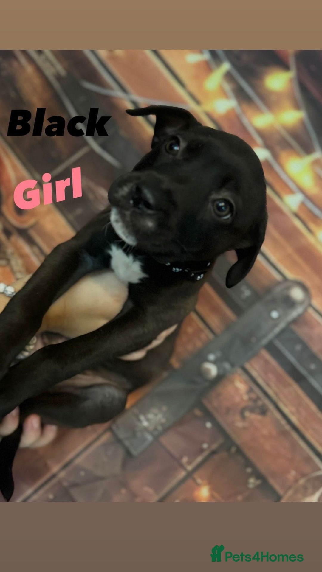 Mixed Breed dogs for sale: Mastiff collies  - Image 3