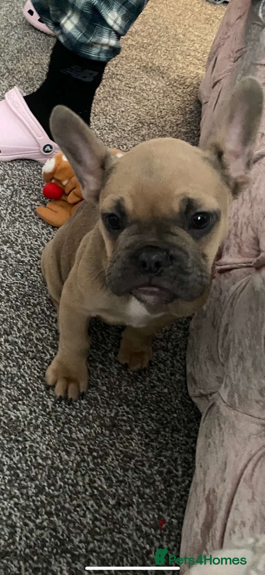 French Bulldog dogs for sale: French bulldog puppy - Advert 2