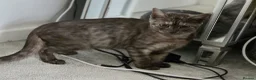 British Shorthair cats for sale: 3 gorgeous Kittens born to a BSH mother  - Advert 14