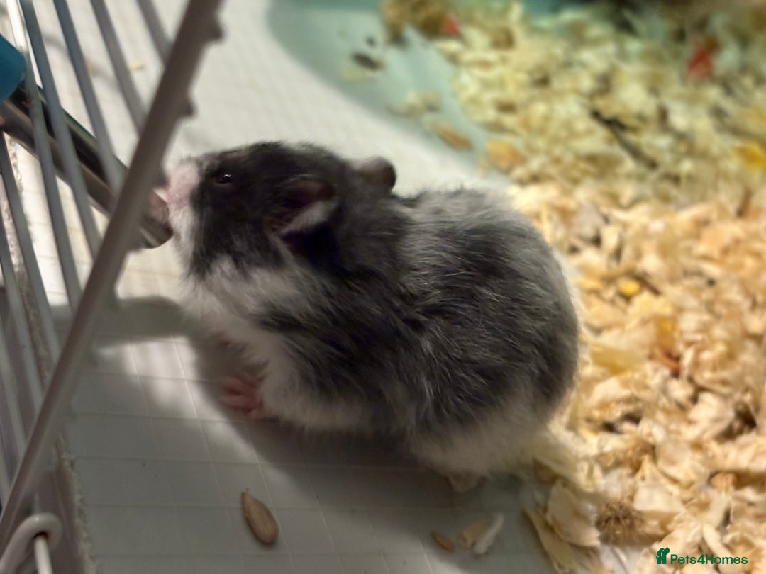 Hamster rodents for sale: Baby hamsters for sale - Advert 8