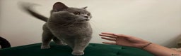 British Shorthair cats for sale: Beautiful British shorthair for sale - Advert 6