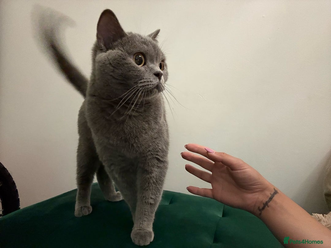 British Shorthair cats for sale: Beautiful British shorthair for sale - Advert 6