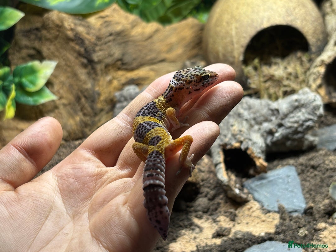 Leopard Gecko reptiles for sale: juvenile leopard gecko  - Image 2