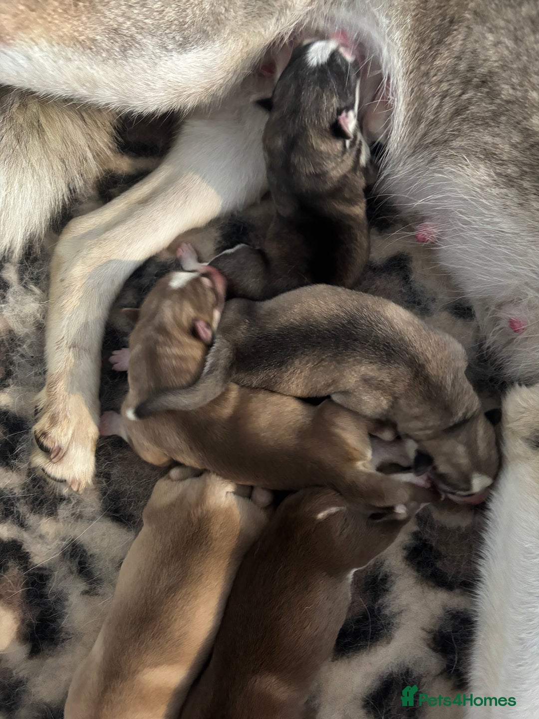 Siberian Husky dogs for sale: Siberian huskies  for sale  - Image 1