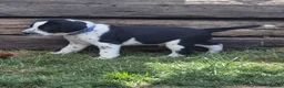 Mixed Breed dogs for sale: READY NOW 2 boys Sprollie x Dalmatian pups - Advert 29