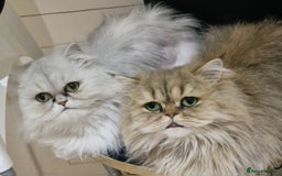 Persian cats for sale: Mother and daughter chinchilla persians - Image 1