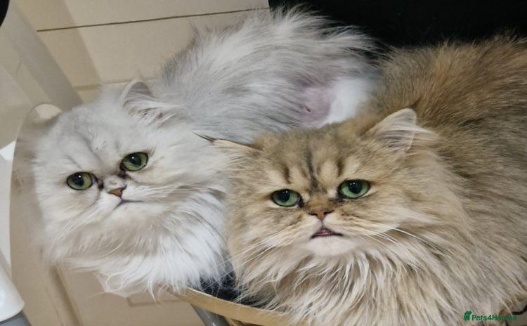 Persian cats - Advert 2