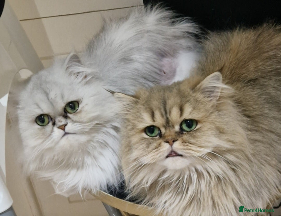 Persian cats for sale: Mother and daughter chinchilla persians - Image 1