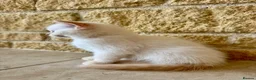 British Shorthair cats for sale: Pure breed BSH | Golden Flame Point | Ready Now  - Advert 9