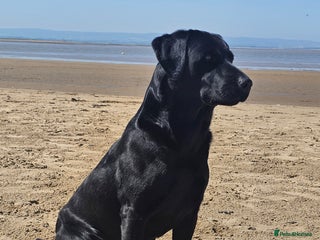 Labrador Retriever dogs Black labrador working for STUD - Advert 10