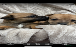 Jack Russell dogs for sale: Beautiful litter of jack Russell puppies  - Image 7