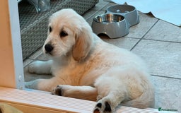 Golden Retriever dogs for sale: Golden Retriever  - Image 1