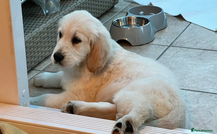 Golden Retriever dogs - Advert 1