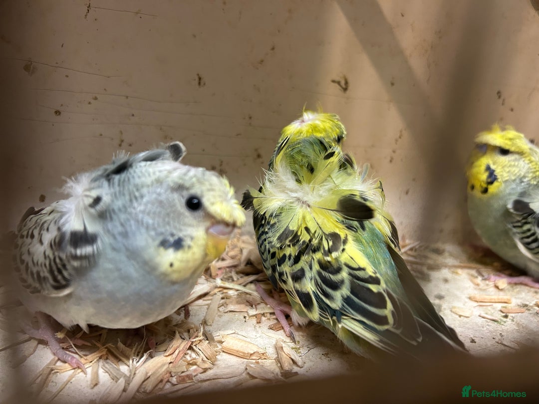 Budgerigars birds for sale: Black Wings and Hagoromo Budgies for Sale - Image 3