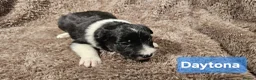 Border Collie dogs for sale: Border collie puppies  - Advert 3