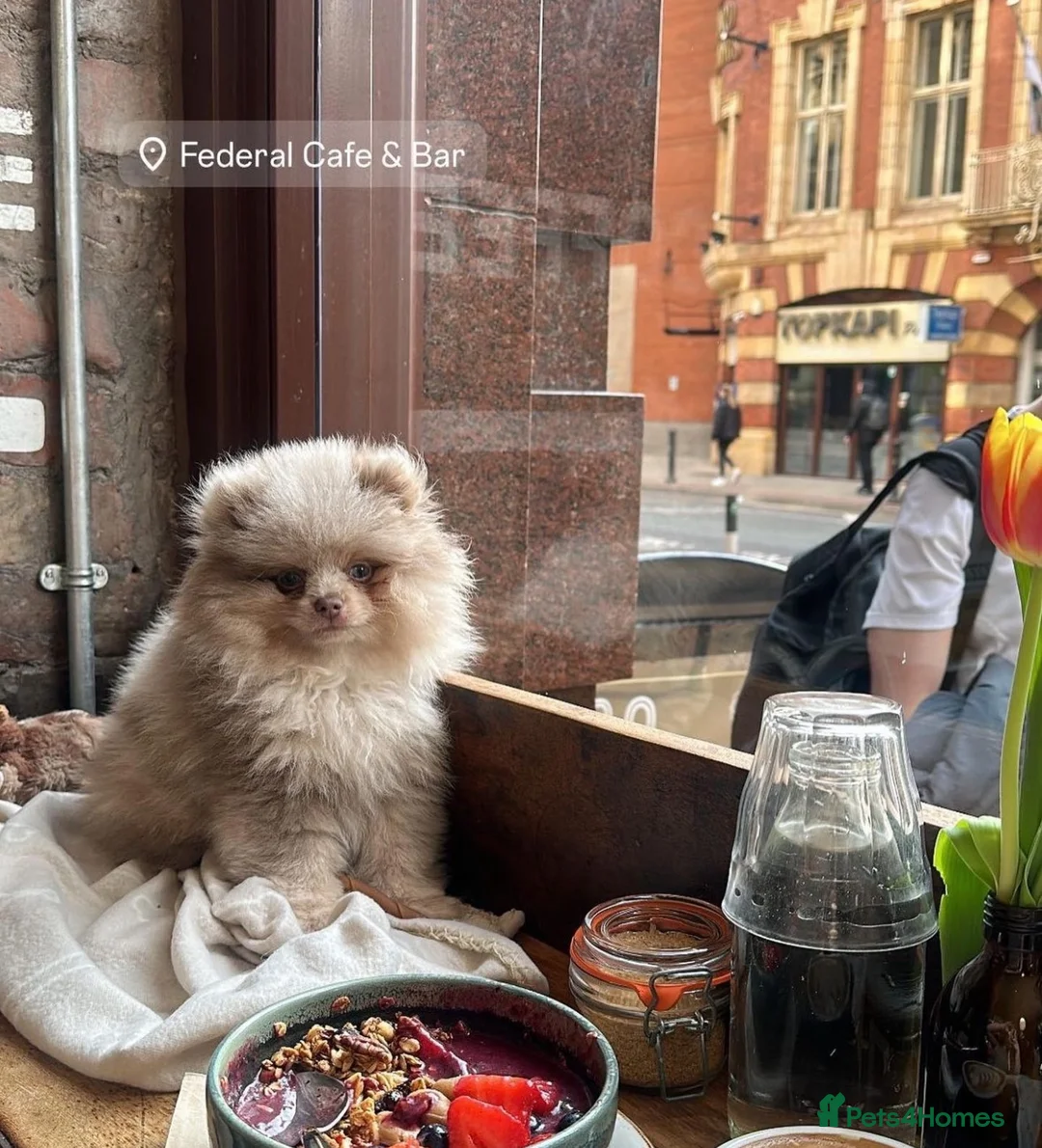 Pomeranian dogs for stud: 🏆 LOTS of champion lines, tiny teddy bear 🧸 in Leeds - Advert 36