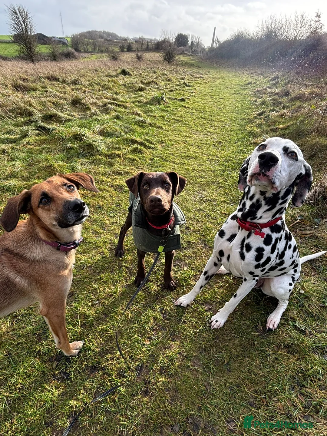 Mixed Breed dogs for sale: Lovely Buttons needs his family  - Advert 2