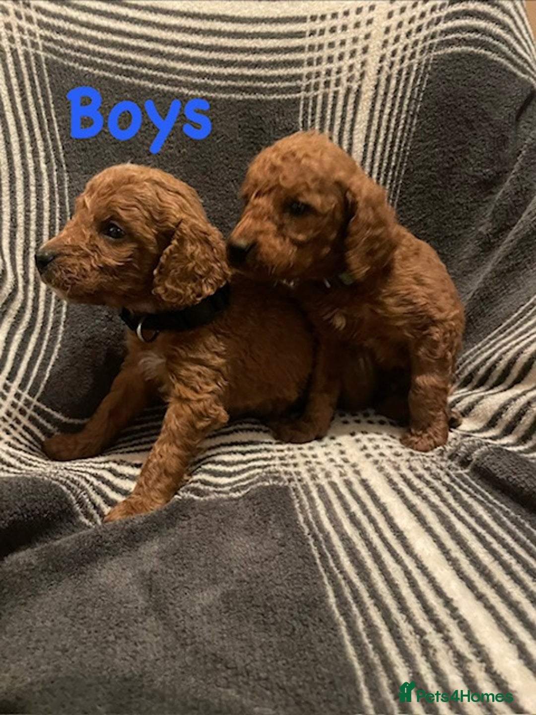 Cockapoo dogs for sale: *Stunning  litter of F2 cockapoo puppies*** - Advert 3