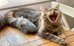 Maine Coon cats for sale: 🐾🩷RUBY🩷🐾 Maine Coon (Retired Queen) - Image 4