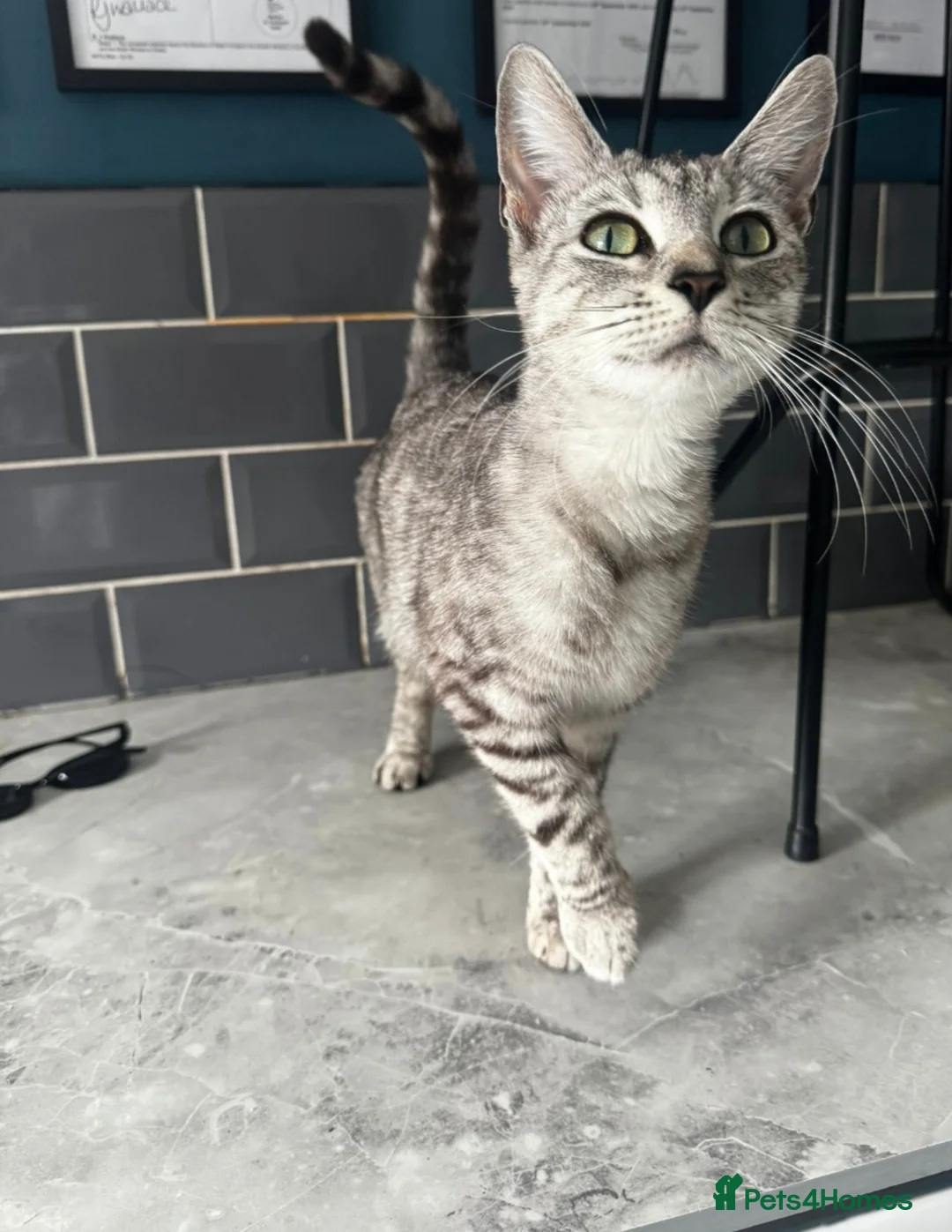 Bengal cats for sale: Two gorgeous Bengal cross kittens  - Advert 2