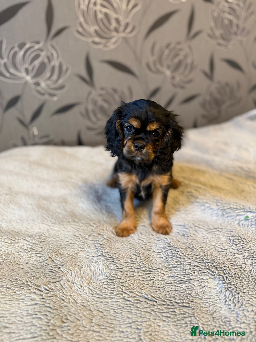 Cavalier King Charles Spaniel dogs for sale: Cavalier King Charles Spaniel - Advert 2