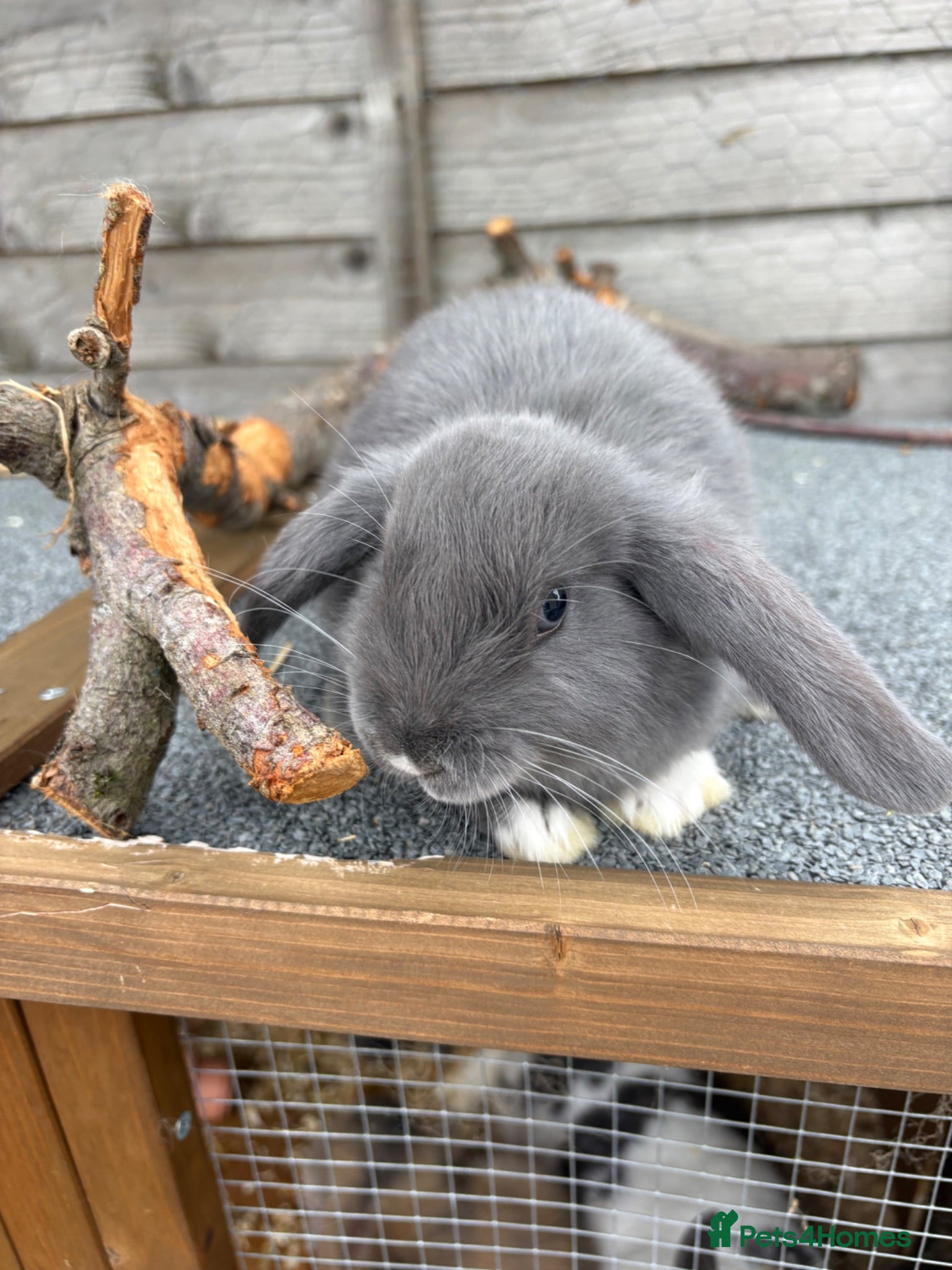Mixed Breed rabbits Mini lop cross bunnies  - Advert 15