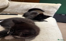 Mixed Breed cats for sale: 2 Lovely kittens ready for new homes  - Image 9