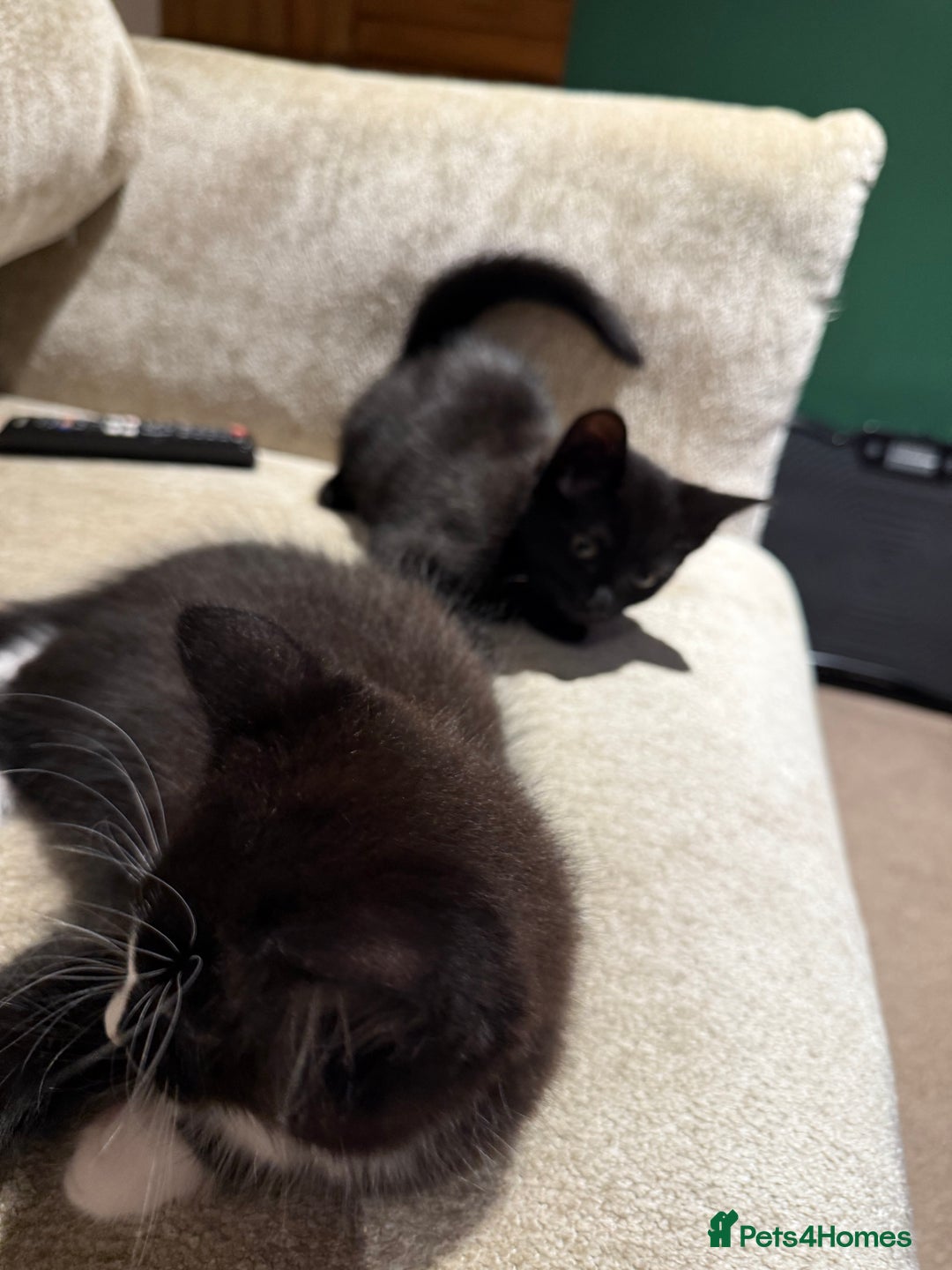 Mixed Breed cats for sale: 2 Lovely kittens ready for new homes  - Image 9