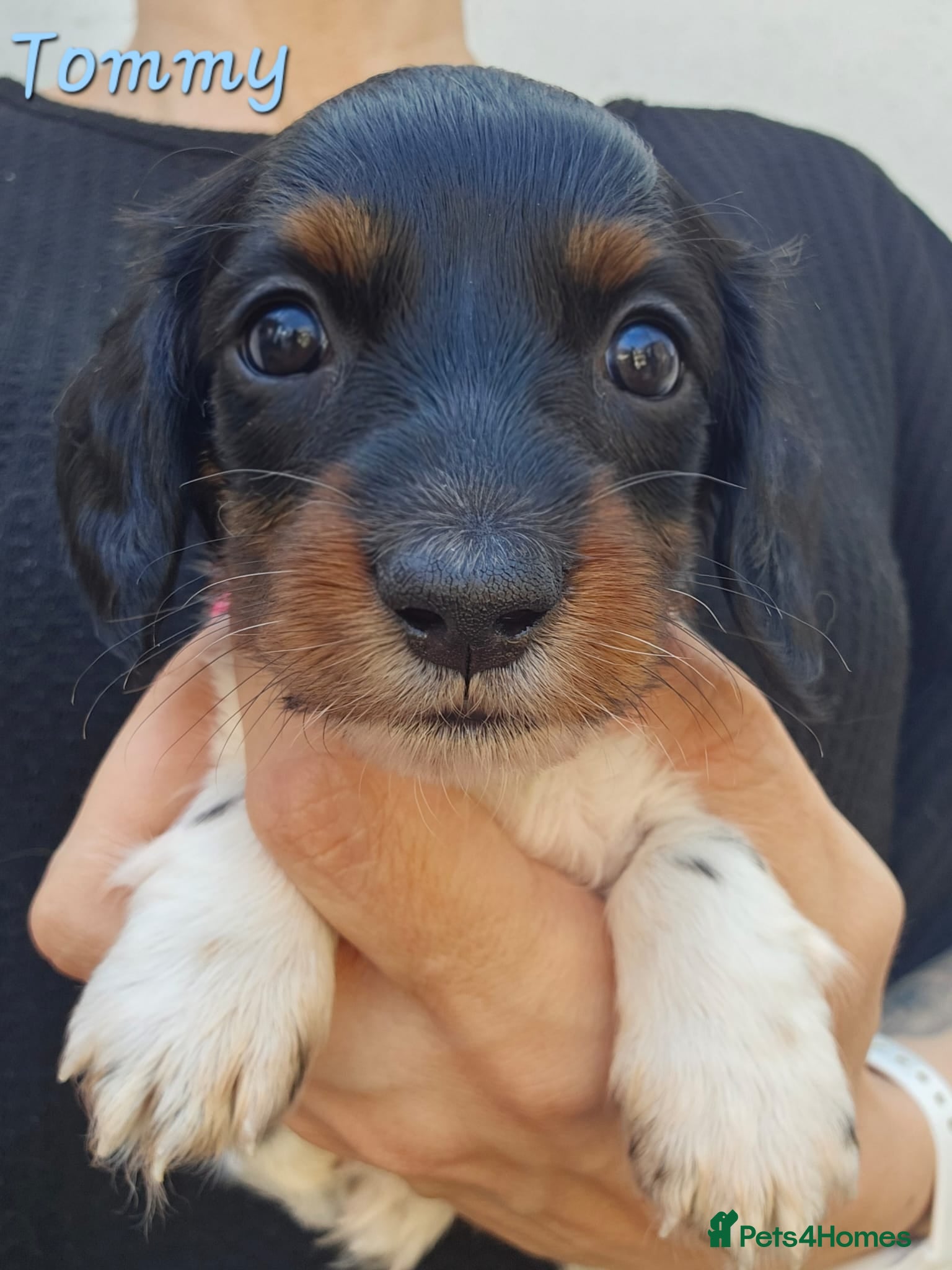 Miniature Dachshund dogs Last Boy and Last Girl Available - Advert 1