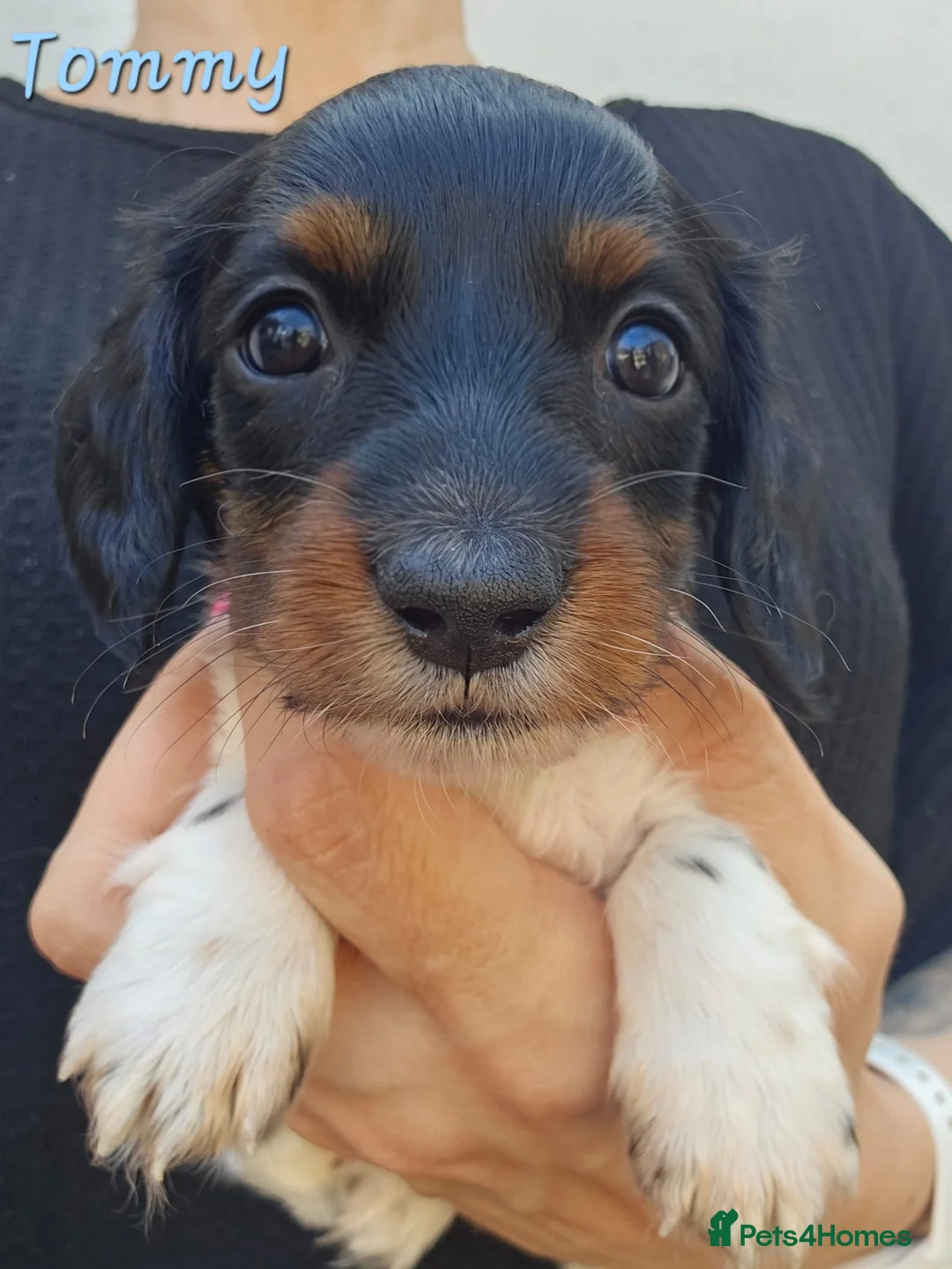 Miniature Dachshund dogs for sale: Last Boy and Last Girl Available - Advert 1