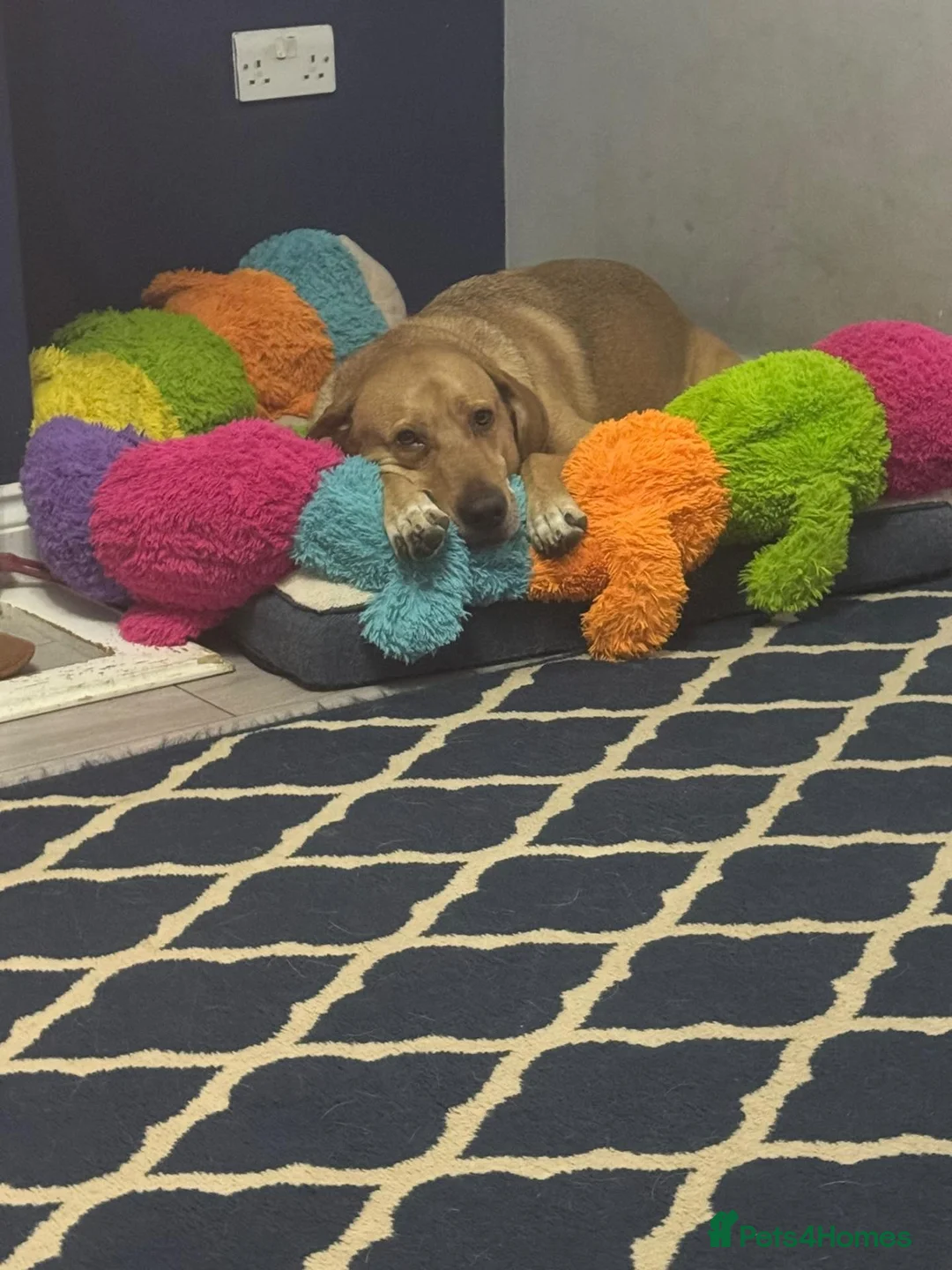 Mixed Breed dogs for adoption: Urgently seeking a home for Chester in Wellingborough - Advert 4