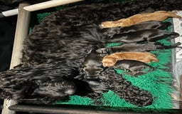 Cockapoo dogs for sale: Exceptional cockapoo pups- 1 Boy, 1 Girl left!! - Image 6