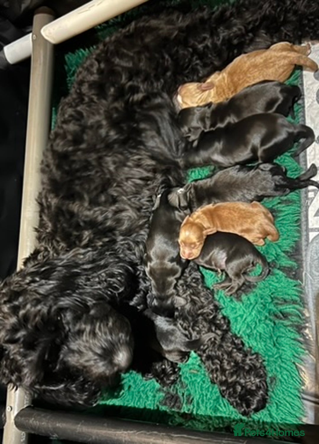 Cockapoo dogs for sale: Exceptional cockapoo pups- 1 Boy, 1 Girl left!! - Image 6