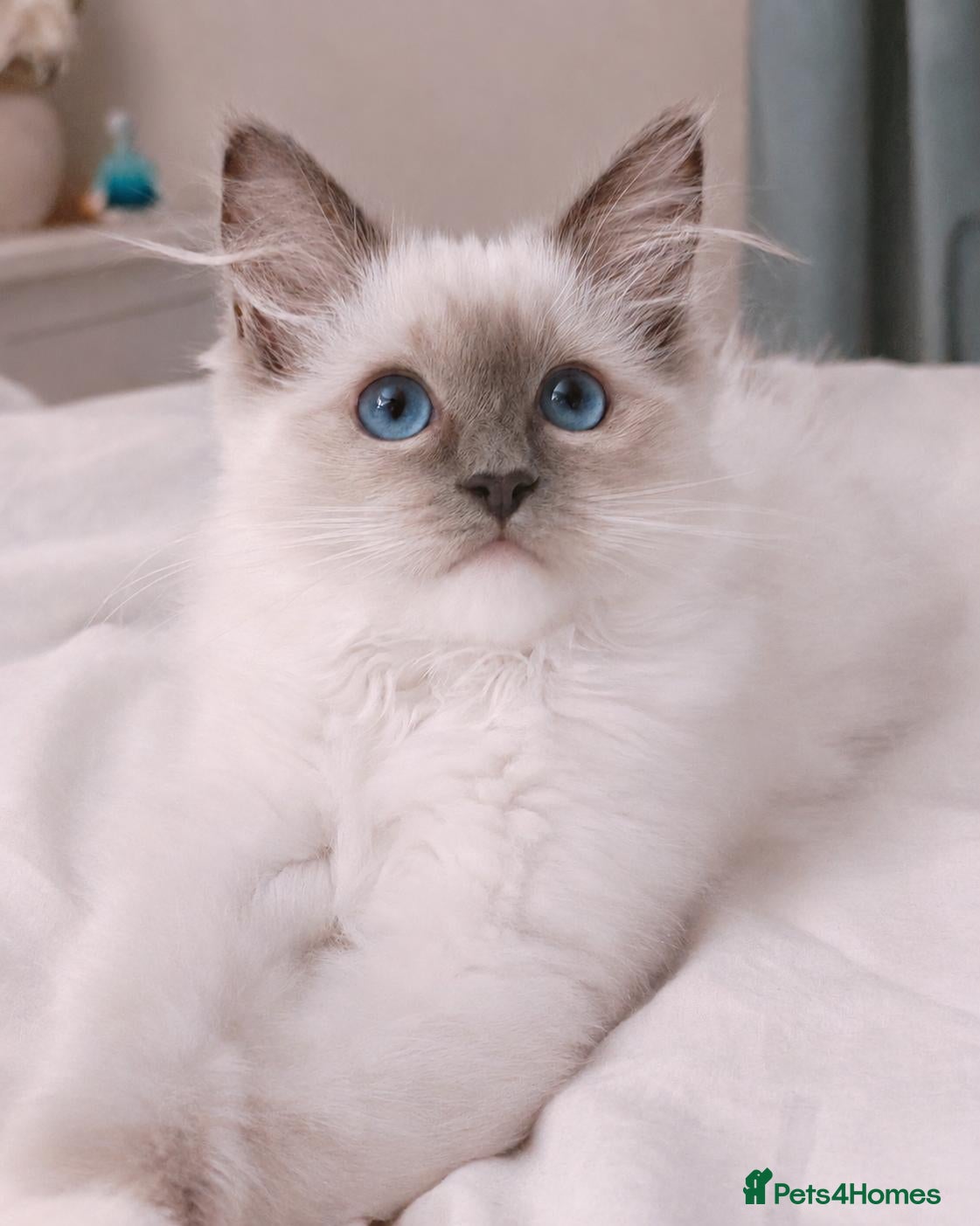 Ragdoll cats Raised with Love, ready for forever homes 🏠❤️ - Advert 10