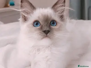 Ragdoll cats Raised with Love, ready for forever homes 🏠❤️ - Advert 10