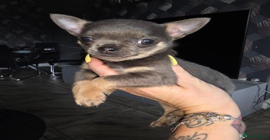 Chihuahua dogs - Advert 5