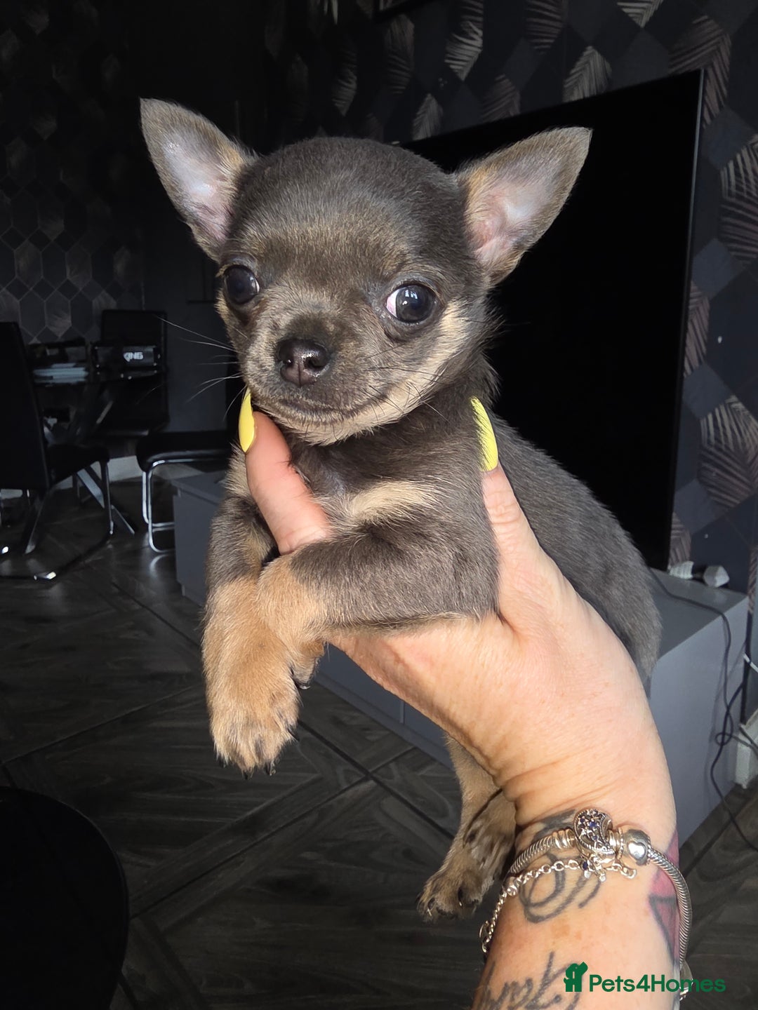 Chihuahua dogs for sale: Chihuahua blue boy - Image 1