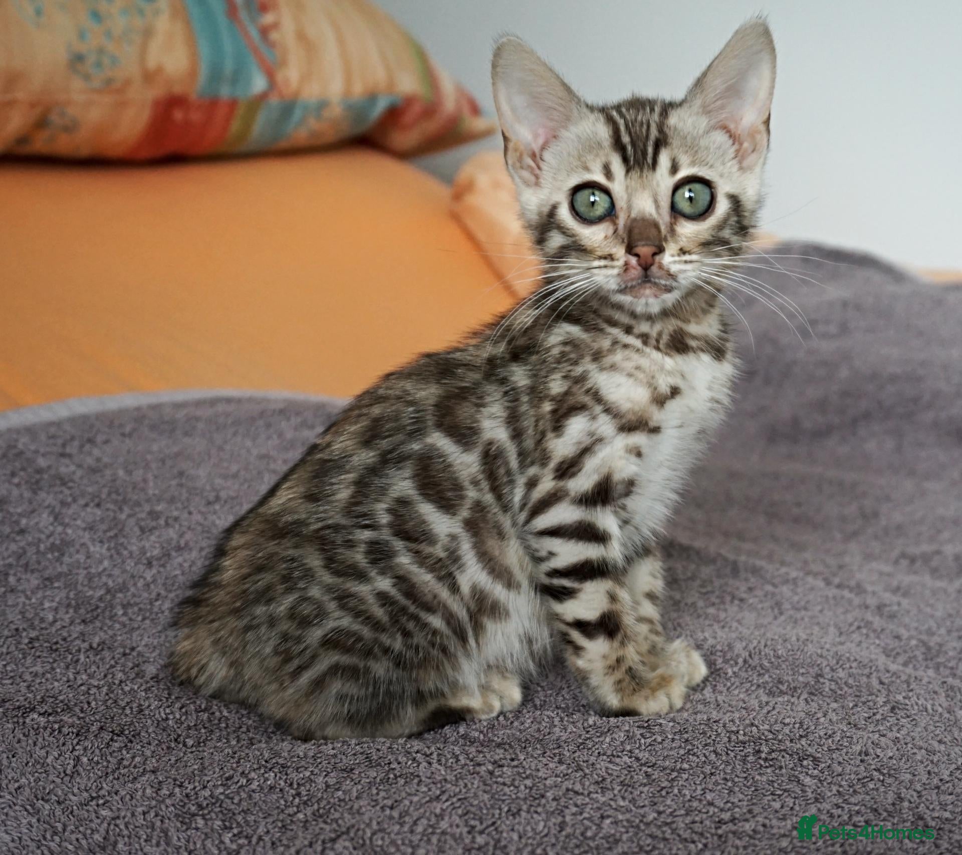 Bengal cats Gorgeous Brown Rosette Bengal Kitten - Advert 9