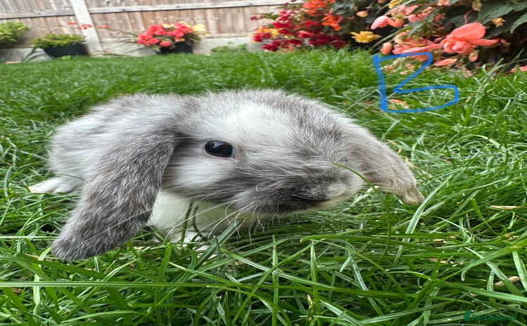 Mini Lop rabbits - Advert 6
