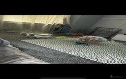 Chihuahua dogs for sale: White chihuahua - Image 3