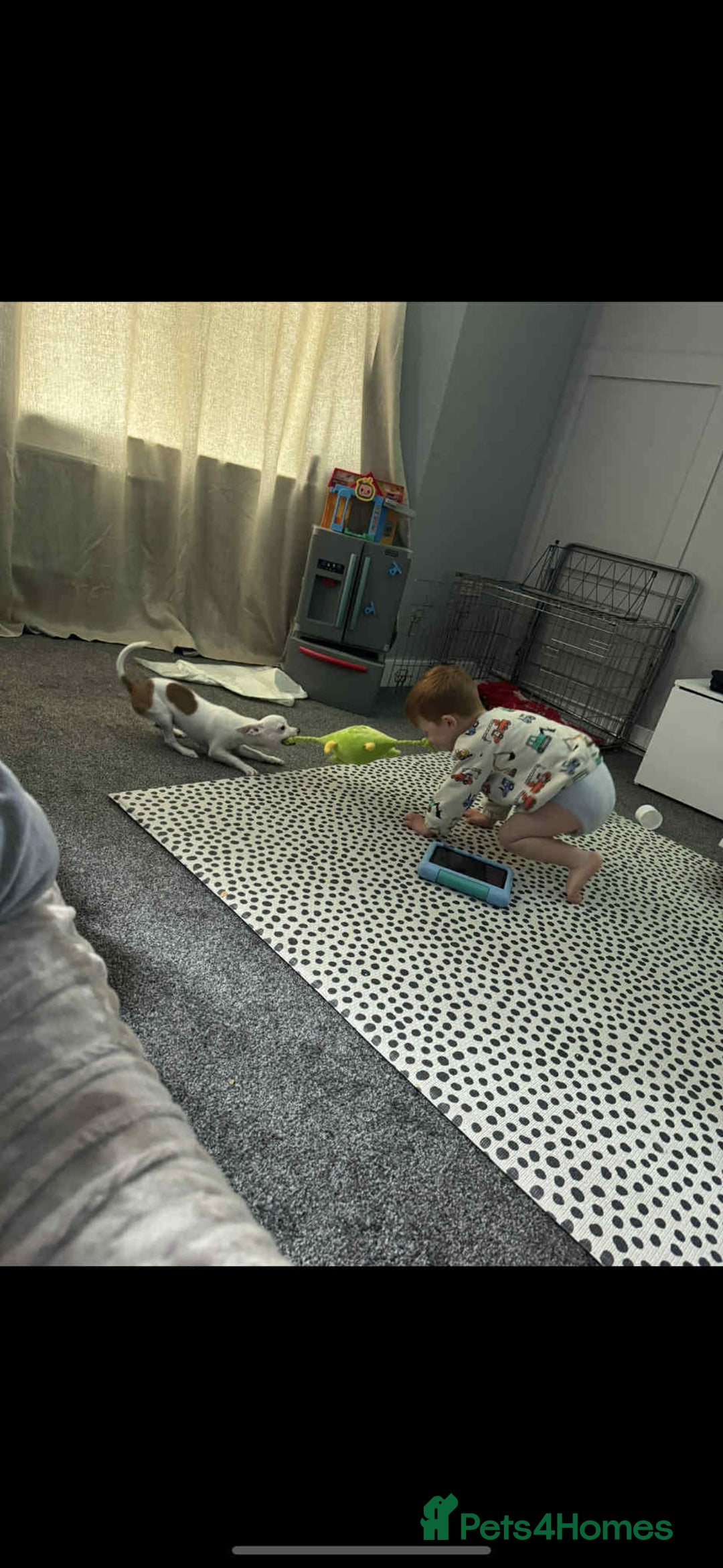 Chihuahua dogs for sale: White chihuahua - Image 3