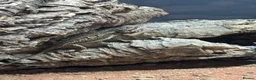 Bearded Dragon reptiles for sale: Healthy 1Yr Old Rankins Dragon Looking for NewHome - Advert 3