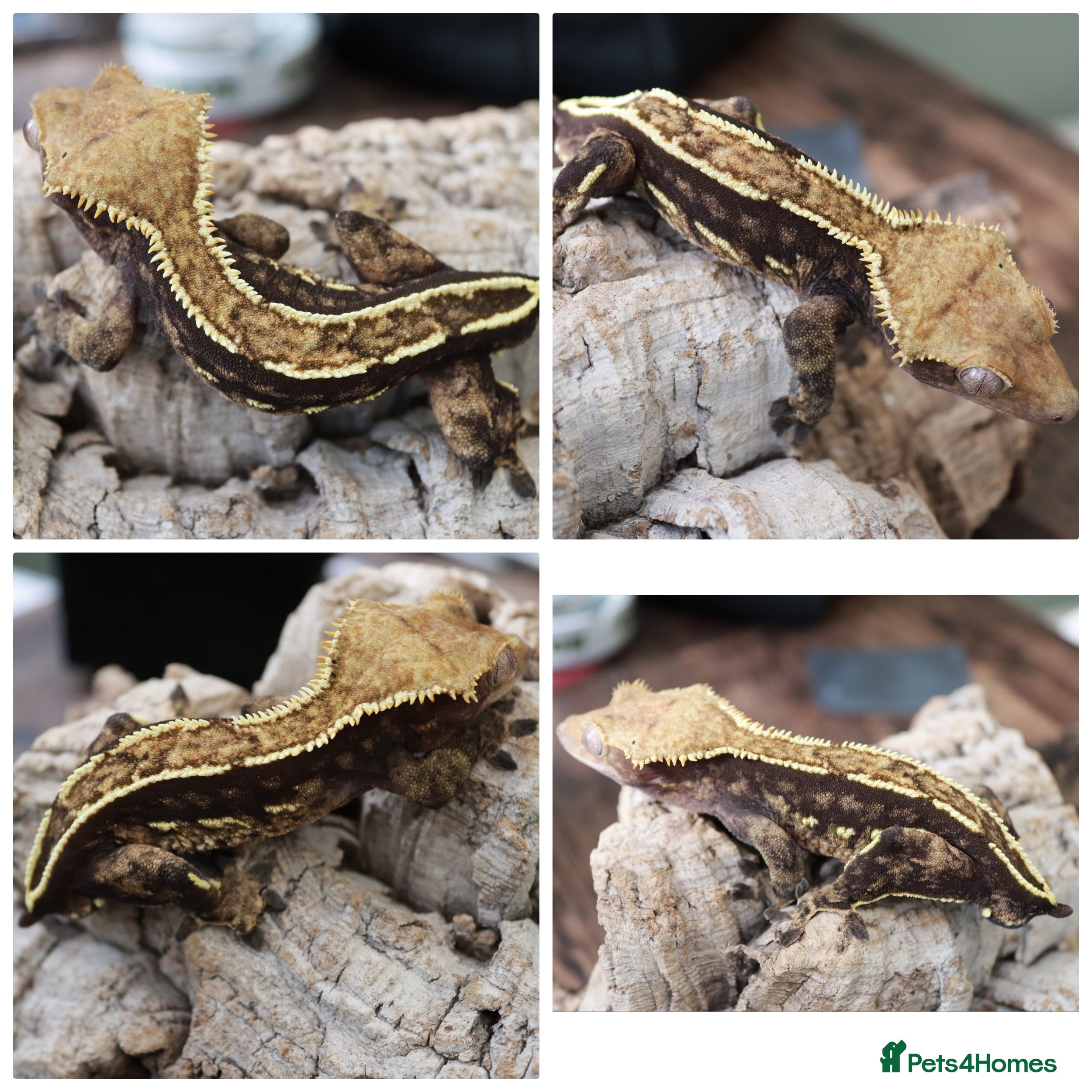 Gecko reptiles Crested Gecko males - Advert 4