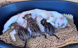Bengal cats for sale: TICA Reg Bengal Kittens - Browns, Lynx & Mink - Image 1